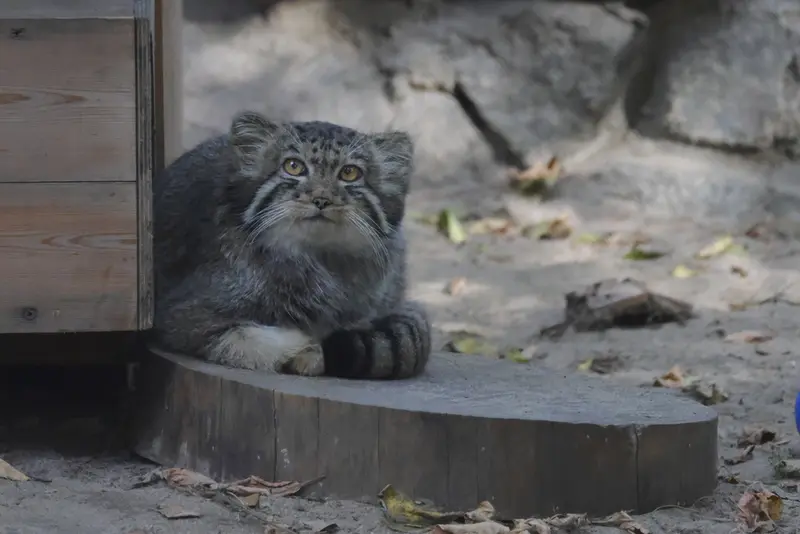 A photograph of a Pallas's cat in Novosibirsk Zoo