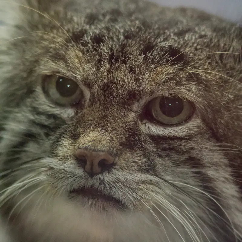 A photograph of Klyon in Ueno Zoological Gardens