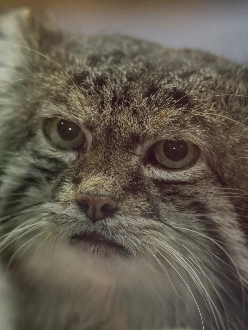 A photograph of Klyon in Ueno Zoological Gardens