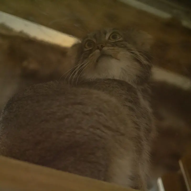 A photograph of Figa in Ueno Zoological Gardens
