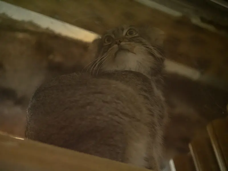 A photograph of Figa in Ueno Zoological Gardens