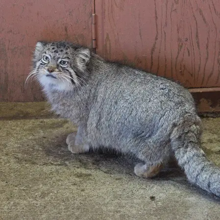A photograph of Tabby in Saitama Children's Zoo