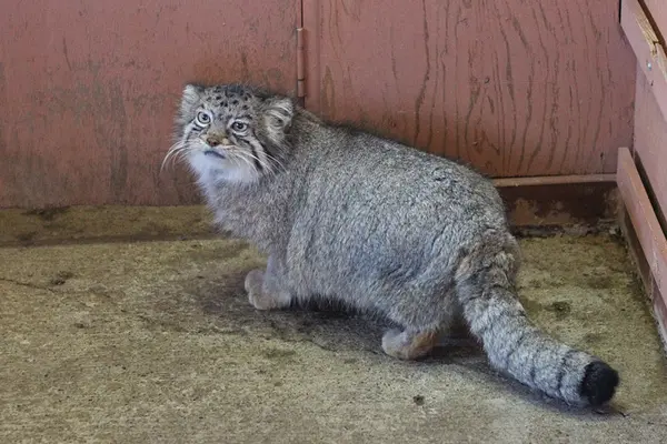 A photograph of Tabby in Saitama Children's Zoo
