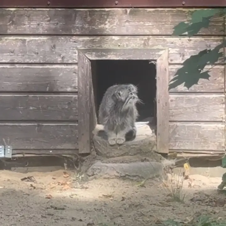 A photograph of Magellan in Poznan New Zoo