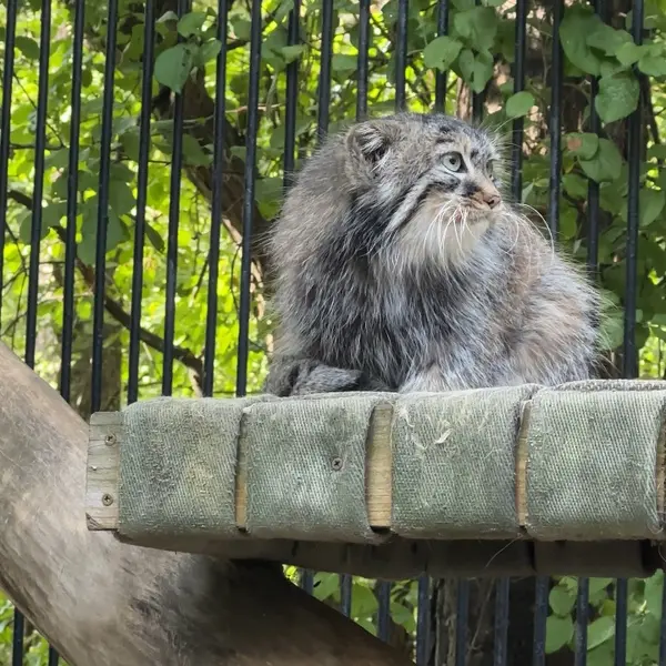 A photograph of a Pallas's cat in Novosibirsk Zoo
