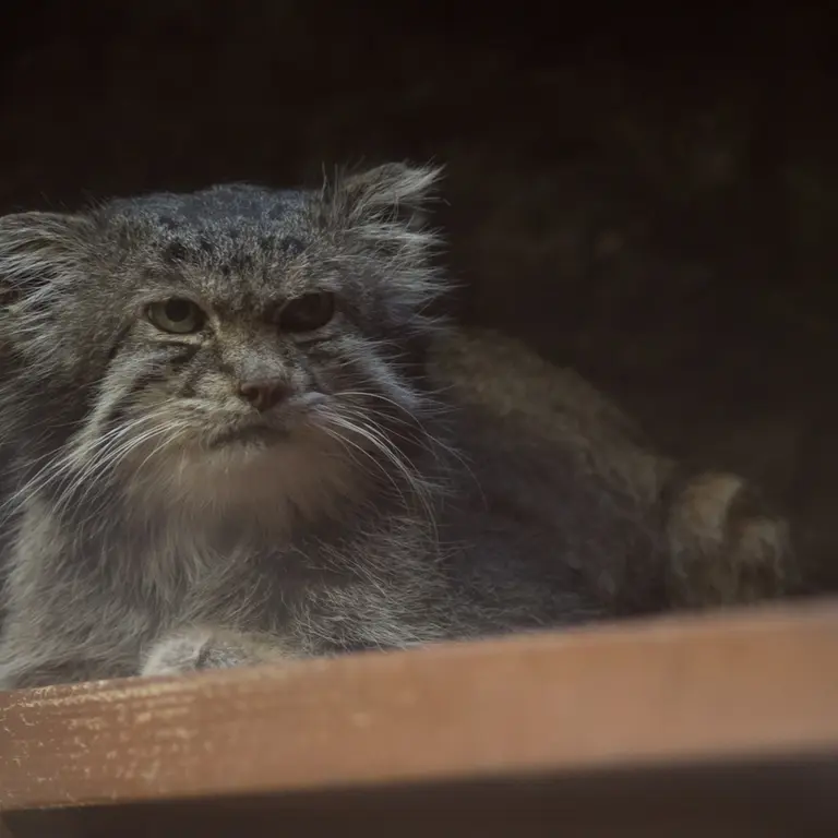 A photograph of Klyon in Ueno Zoological Gardens