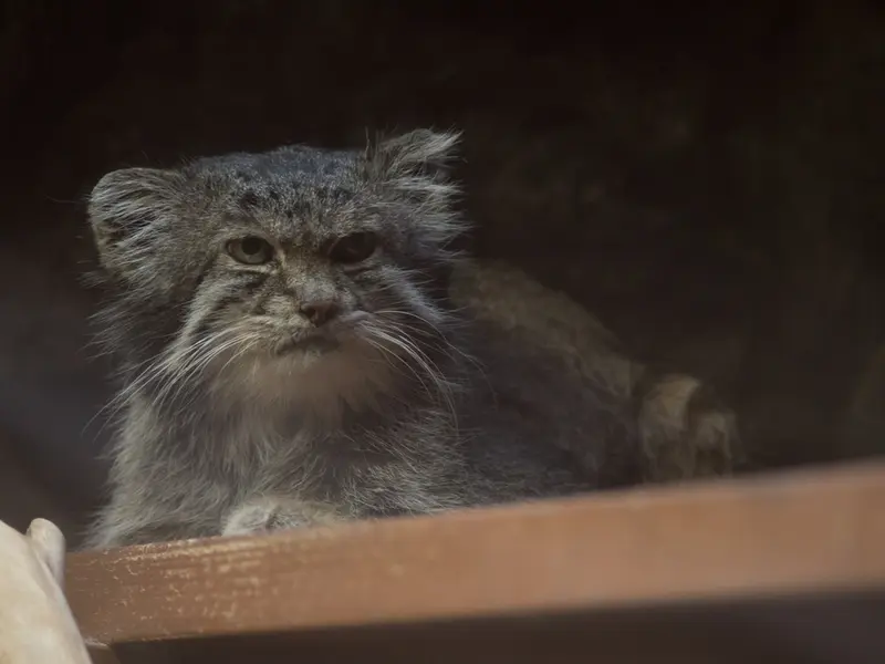 A photograph of Klyon in Ueno Zoological Gardens