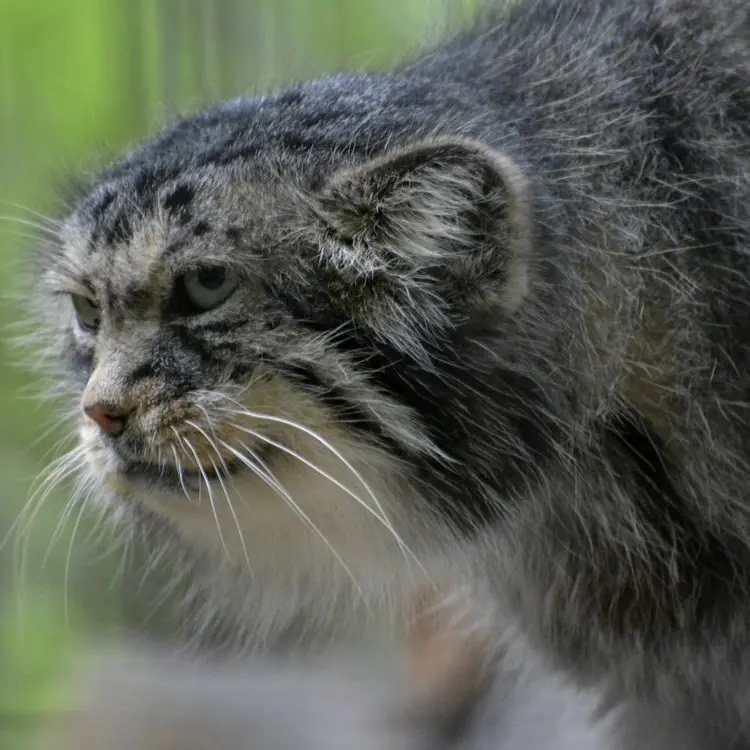 A photograph of Manuel in Kraków Zoo
