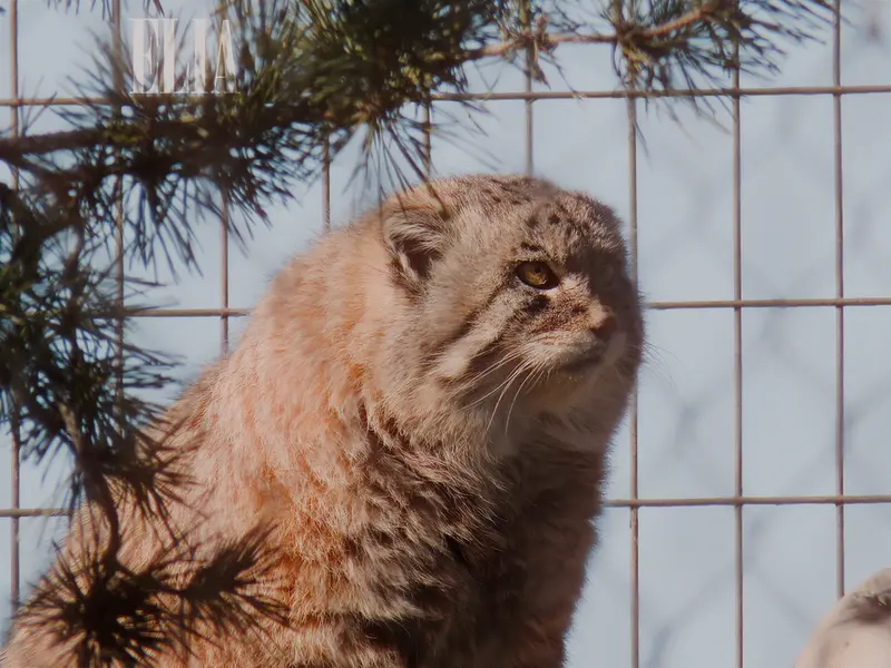 A photograph of Olaf in Calgary Zoo / Wilder Institute