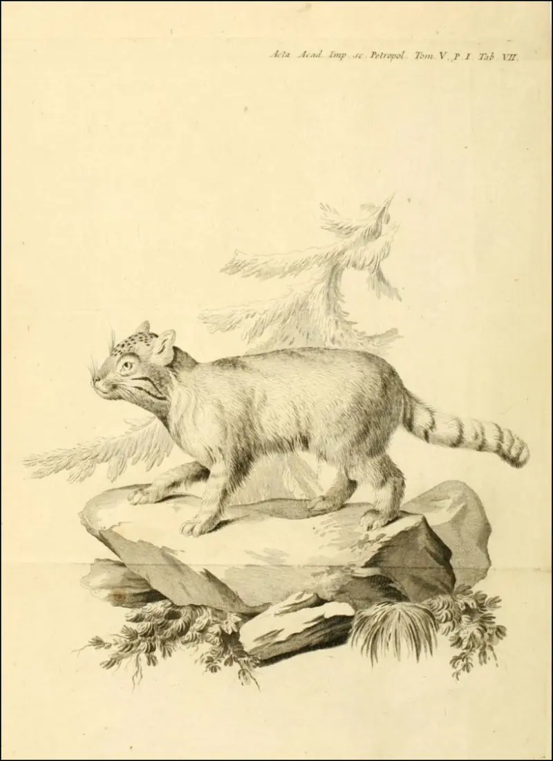 A photograph of a Pallas's cat