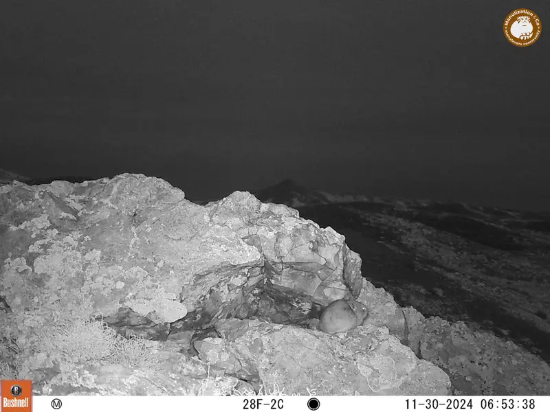 A photograph of Pika from Besshoky 1 camera trap