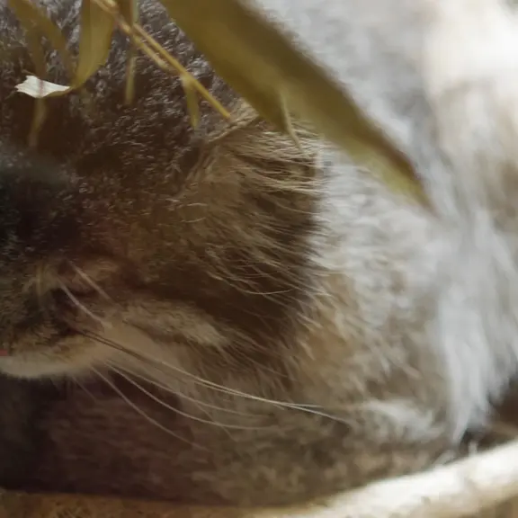 A photograph of a Pallas's cat in Ueno Zoological Gardens