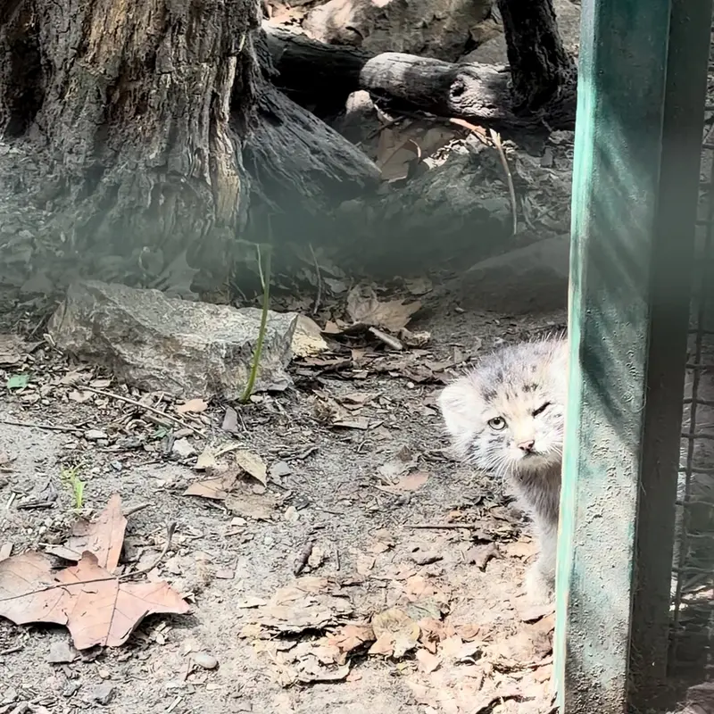A photograph of a Pallas's cat in Budapest Zoo & Botanical Garden