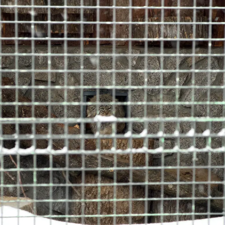 A photograph of Sven in Leningrad zoo