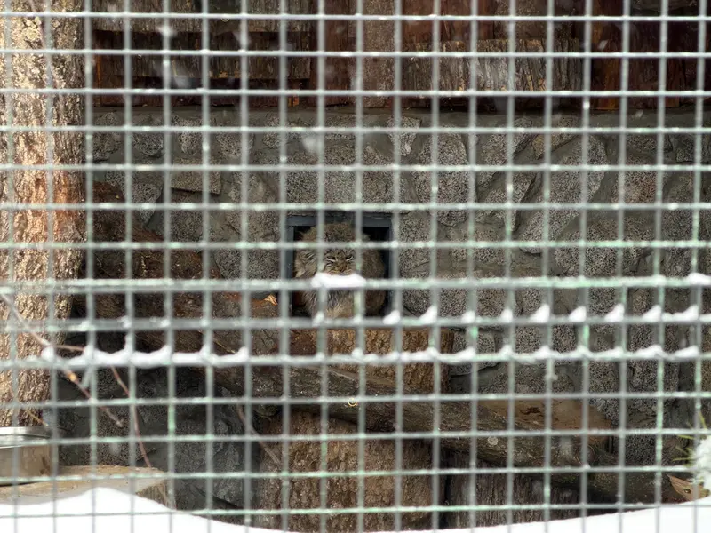 A photograph of Sven in Leningrad zoo