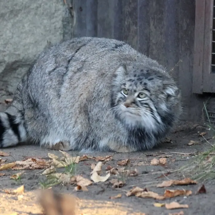 A photograph of Timofey in Moscow zoo