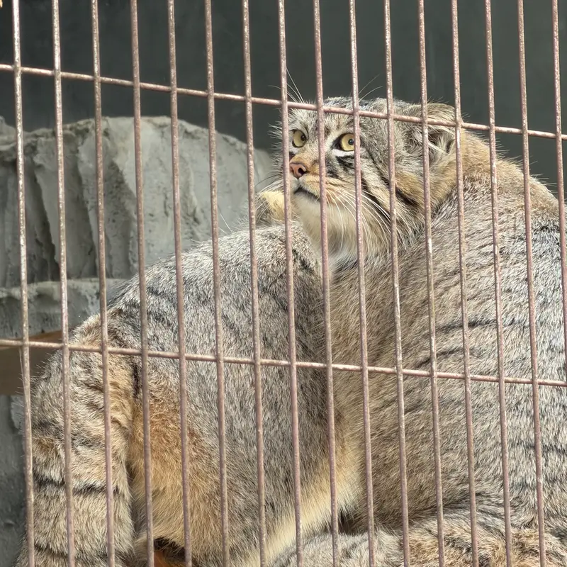 A photograph of a Pallas's cat in Higashiyama Zoo and Botanical Gardens