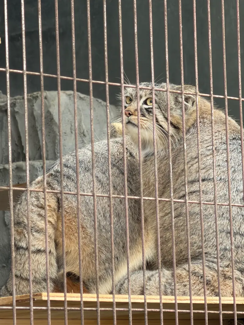 A photograph of a Pallas's cat in Higashiyama Zoo and Botanical Gardens