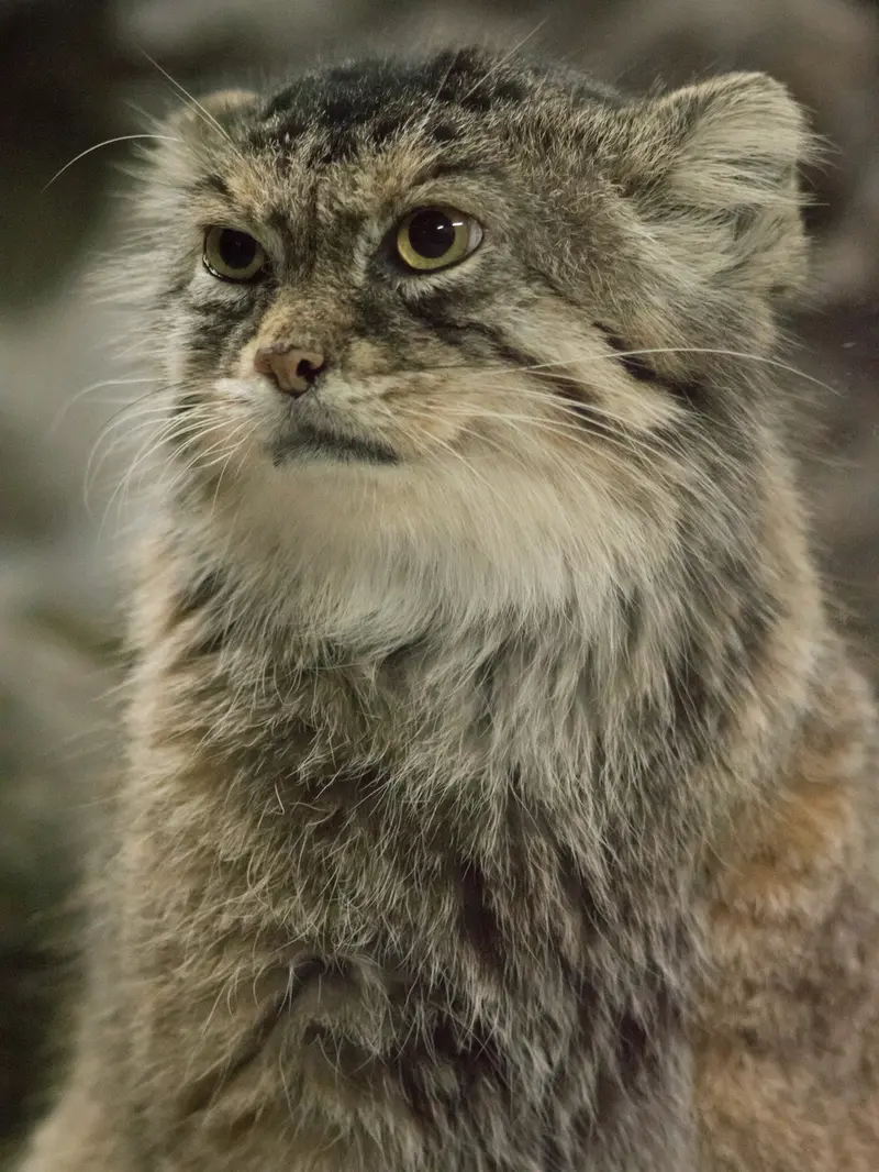 A photograph of Primula in Ueno Zoological Gardens