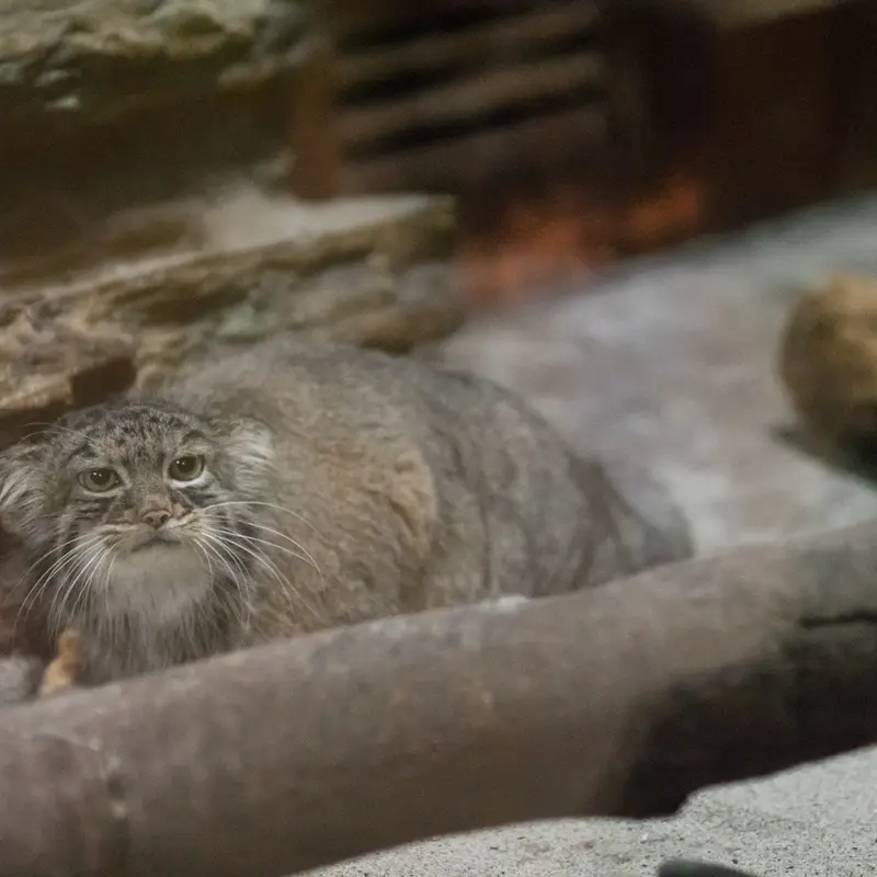 A photograph of Shafran in Ueno Zoological Gardens