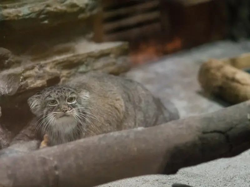 A photograph of Shafran in Ueno Zoological Gardens