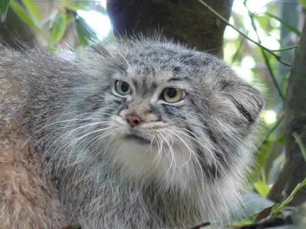 Manul of the day