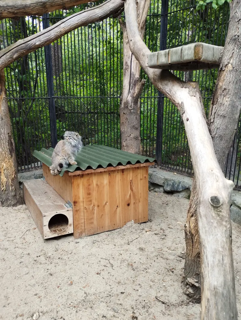 A photograph of a Pallas's cat in Novosibirsk Zoo