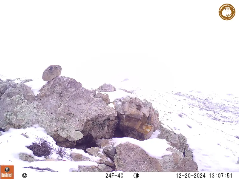 A photograph of Pika from Besshoky 1 camera trap