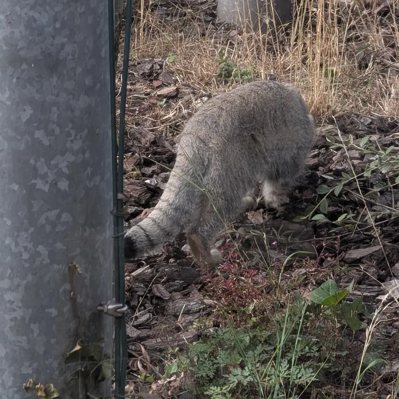 A photograph of a Pallas's cat in Bio-Topia Dunkerque