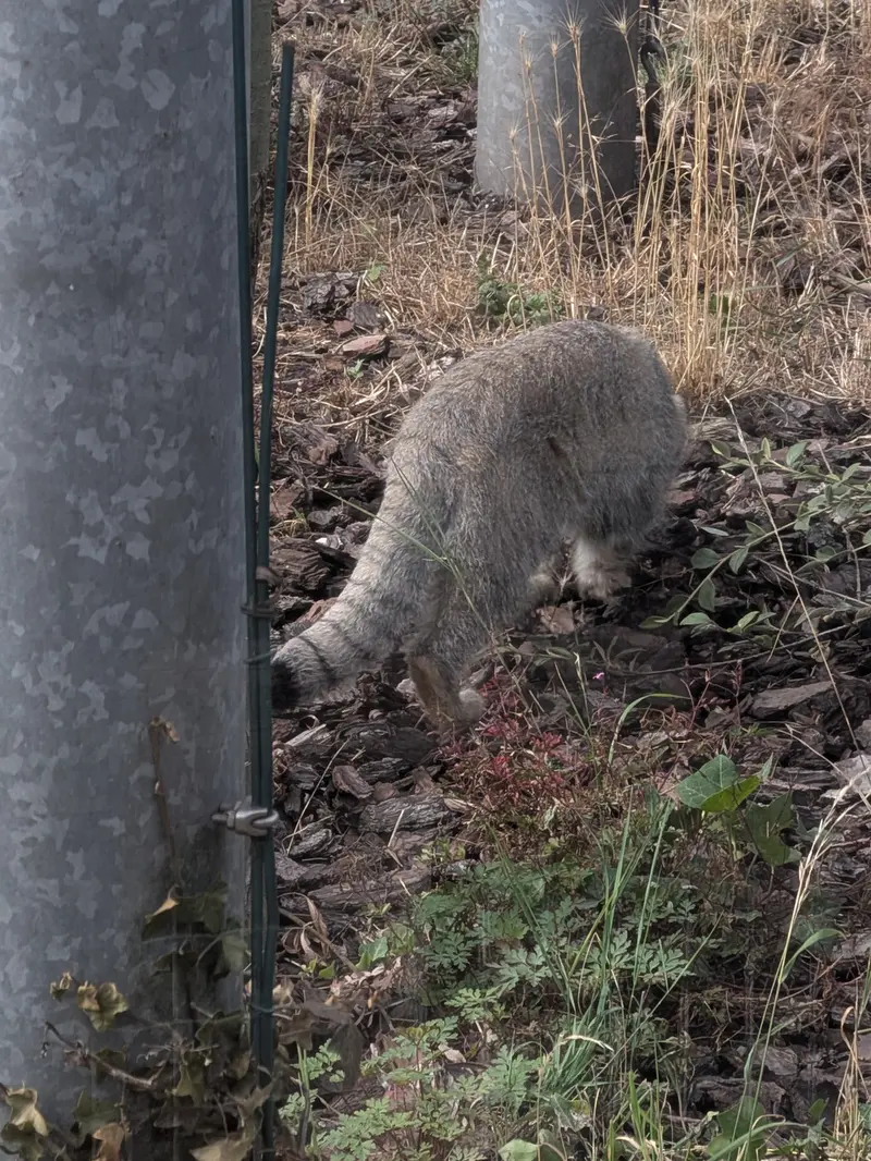 A photograph of a Pallas's cat in Bio-Topia Dunkerque