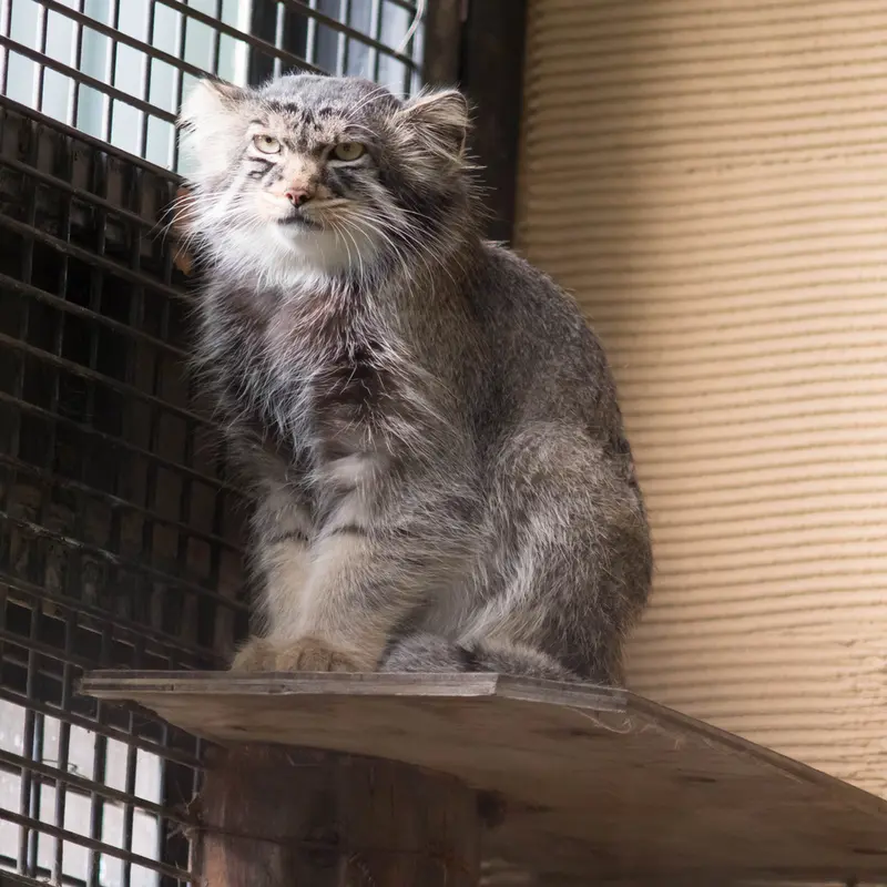 A photograph of Hide in Asahiyama Zoo