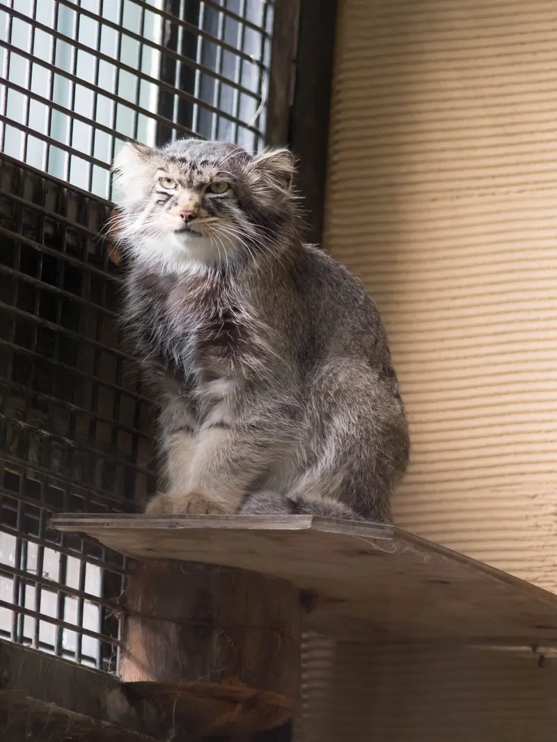 A photograph of Hide in Asahiyama Zoo