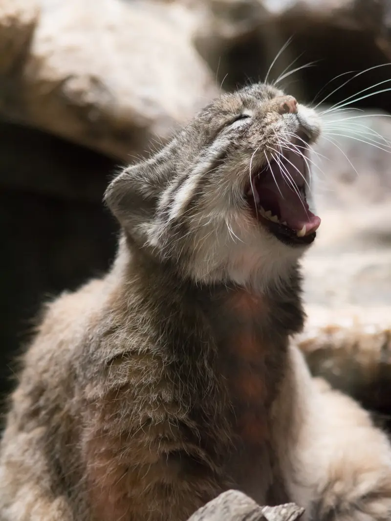A photograph of Primula in Ueno Zoological Gardens