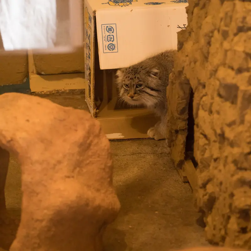 A photograph of Lotos in Saitama Children's Zoo