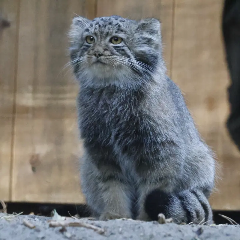 A photograph of a Pallas's cat in Novosibirsk Zoo