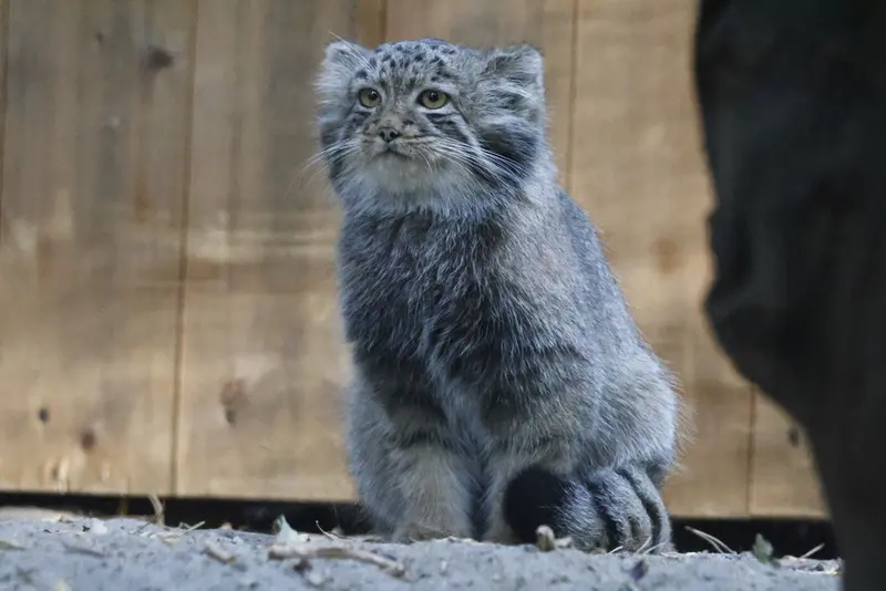 A photograph of a Pallas's cat in Novosibirsk Zoo
