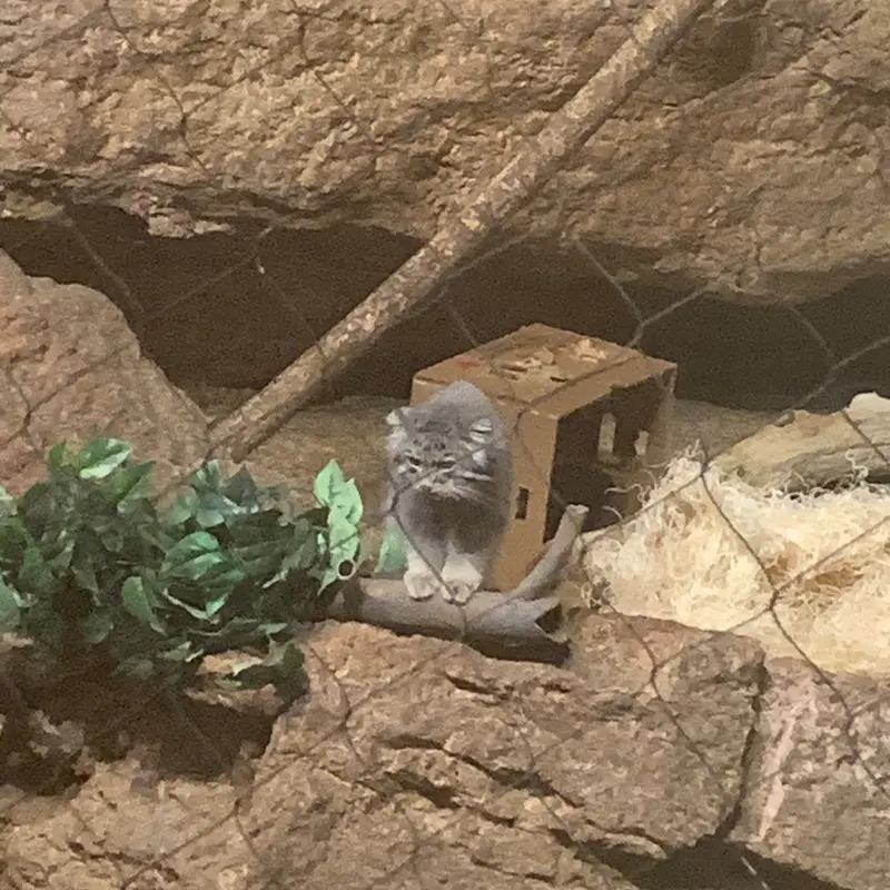 A photograph of a Pallas's cat