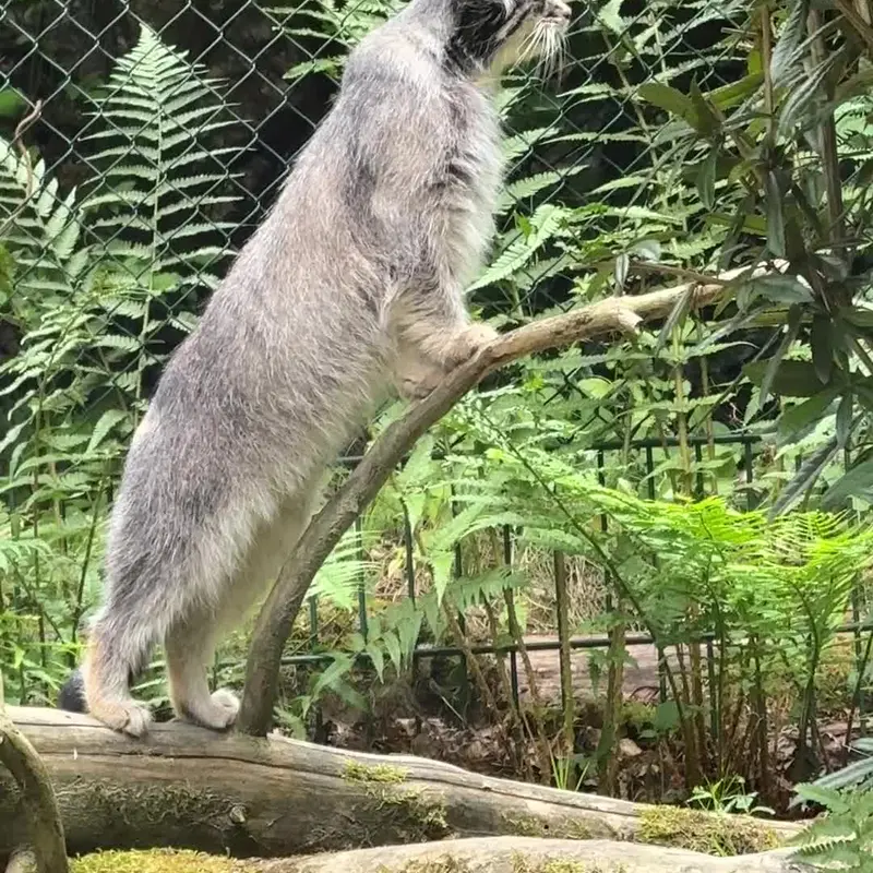 A photograph of a Pallas's cat in Opel Zoo