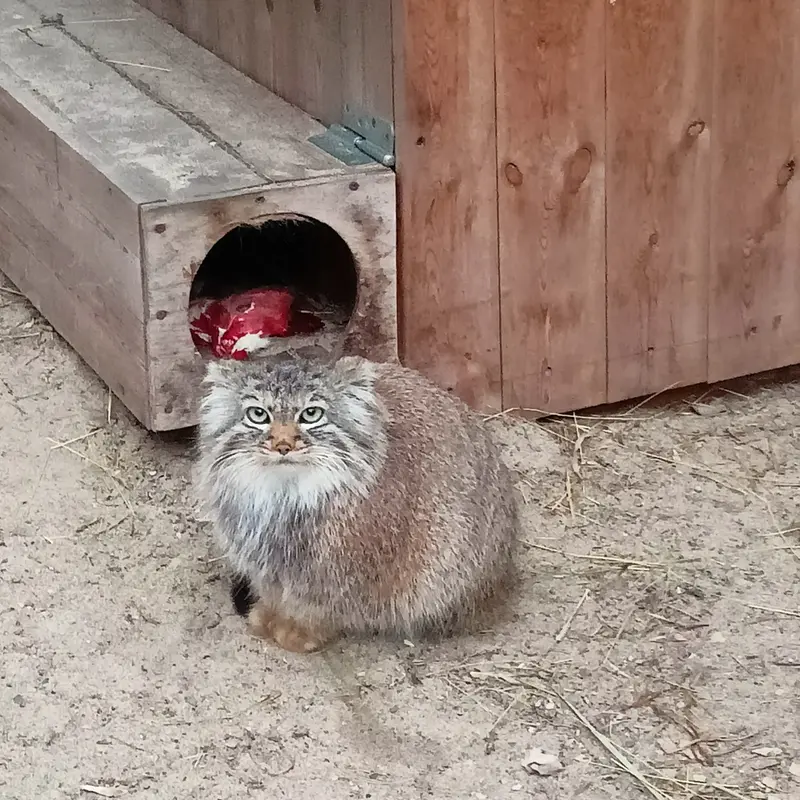 A photograph of Gabi in Novosibirsk Zoo