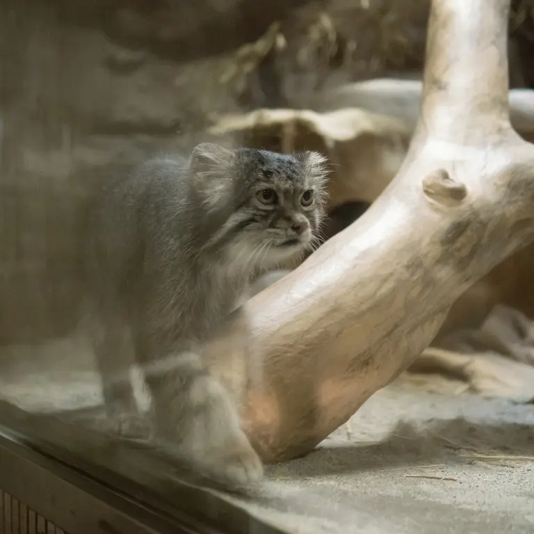A photograph of Klyon in Ueno Zoological Gardens
