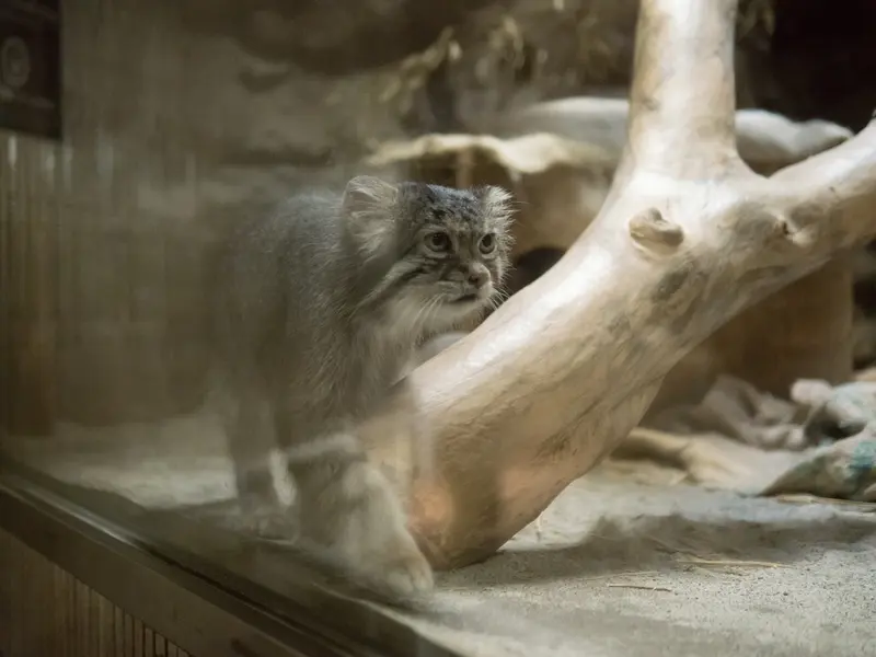 A photograph of Klyon in Ueno Zoological Gardens