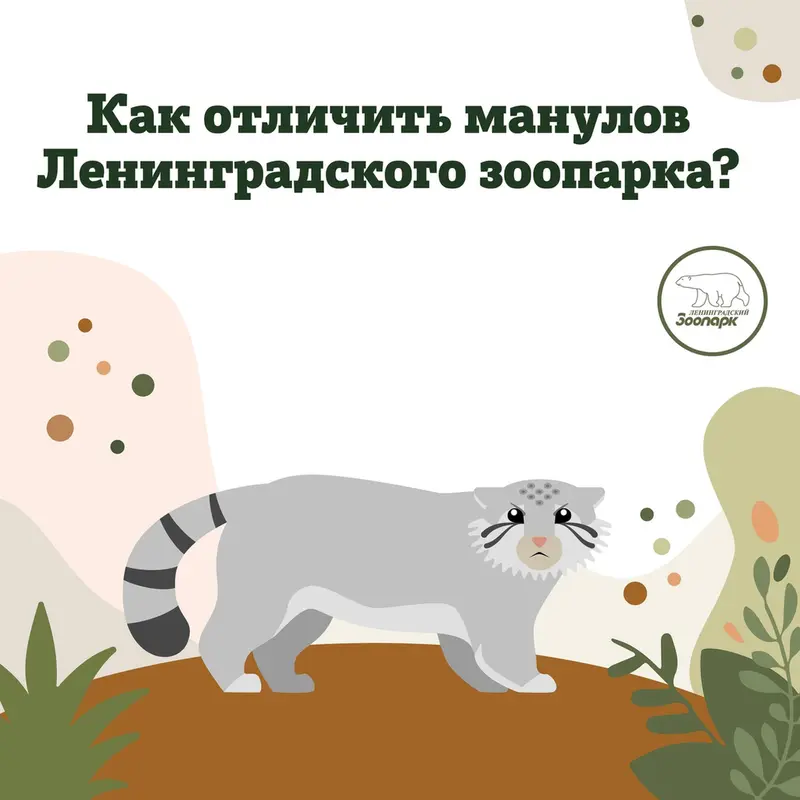 How can you tell Shu, Pepe, Sven, and Namika apart?! A cheat sheet from the Leningrad Zoo.