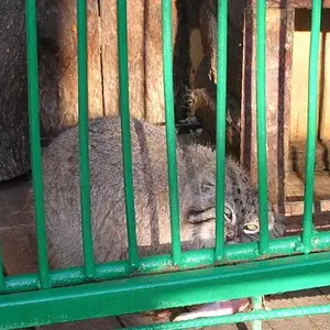 A photograph of a Pallas's cat