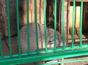 A photograph of a Pallas's cat