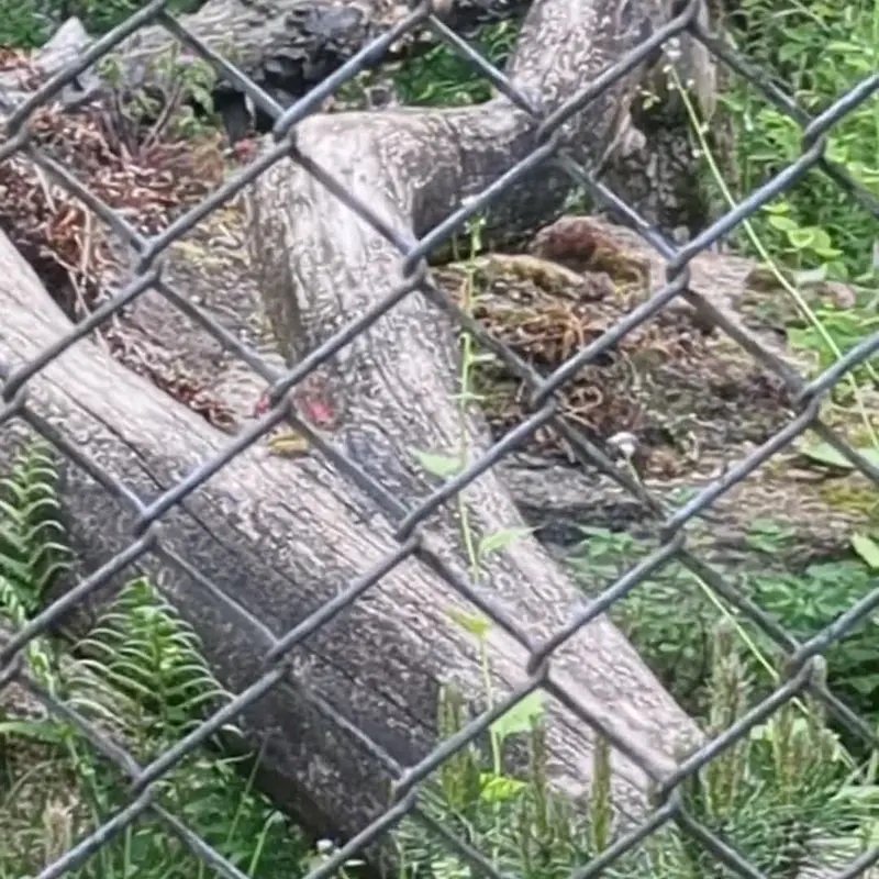 A photograph of Stubsi in Hellabrunn zoo