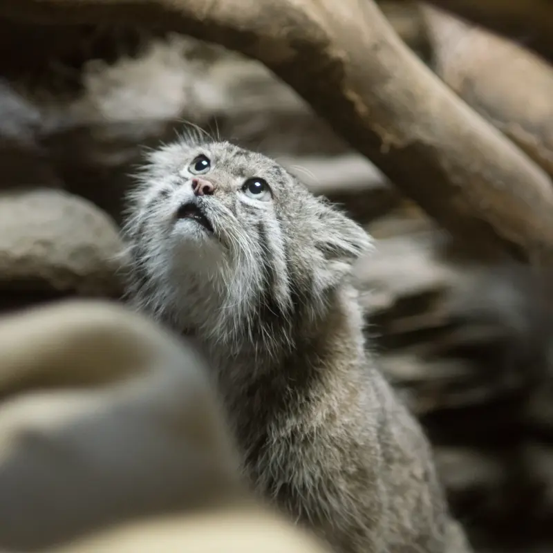 A photograph of Klyon in Ueno Zoological Gardens