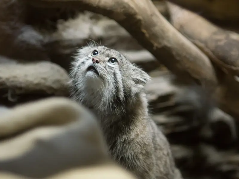 A photograph of Klyon in Ueno Zoological Gardens