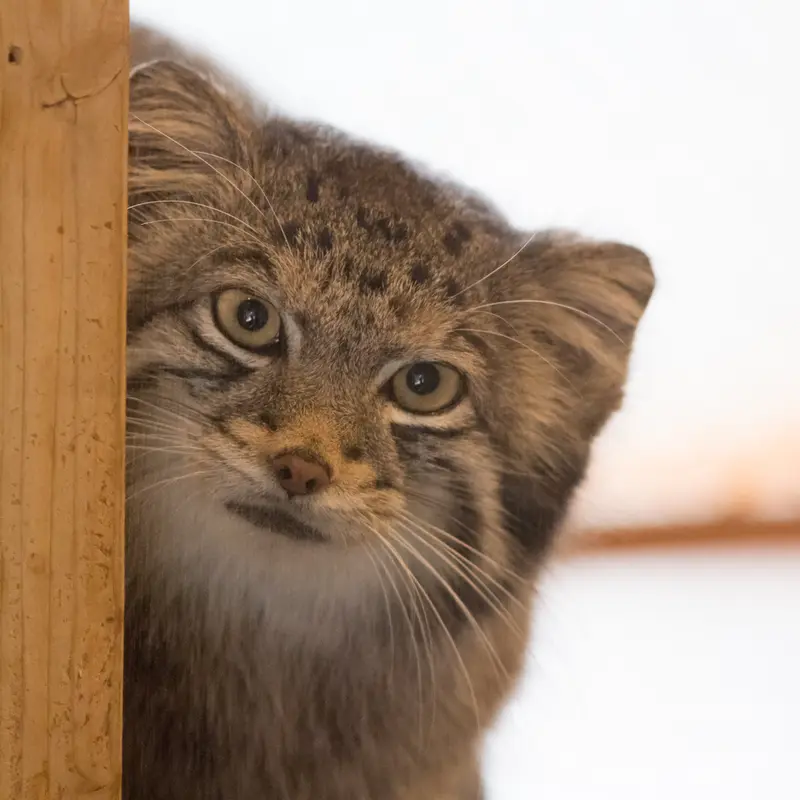 A photograph of Oto in Saitama Children's Zoo