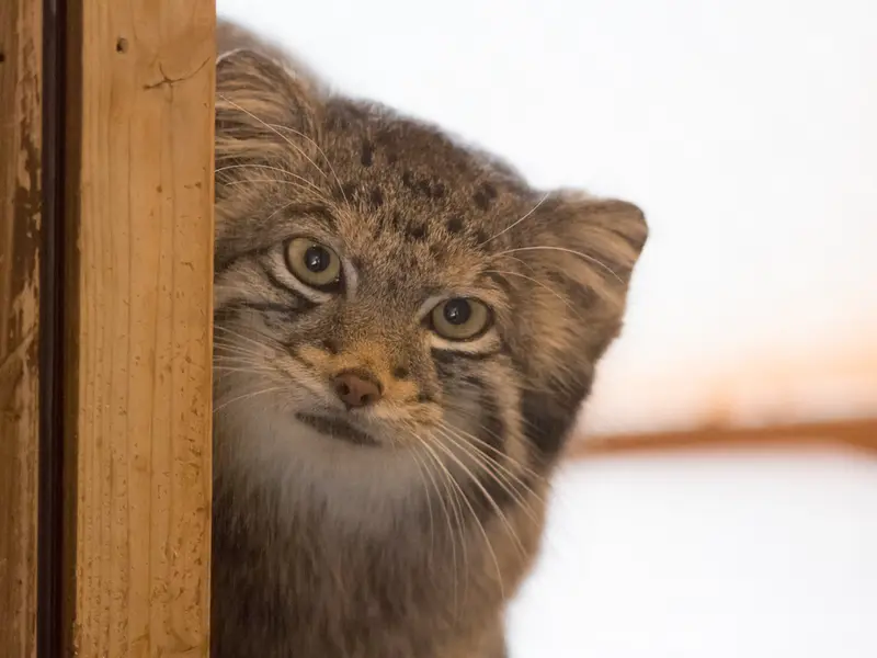 A photograph of Oto in Saitama Children's Zoo