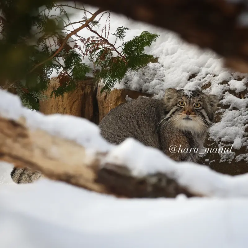 A photograph of Nagomu in Nasu Animal Kingdom